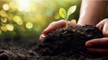 ZwickRoell Code of Conduct Social Responsibility & Sustainability Image of germinated seed as a symbol of the Code of Conduct at ZwickRoell: We operate our company with sustainability for future generations